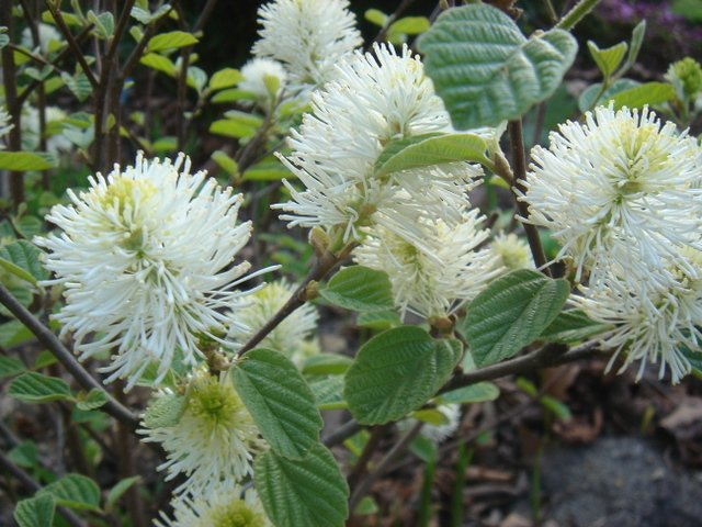 Fothergilla gardenii P28 (2)